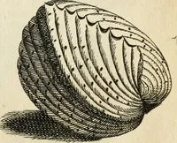An illustration from Recreatio mentis, et oculi in observatione animalium testaceorum Italico sermone primum proposita ... nunc ... Latine oblata centum additis testaceorum iconibus .. (1684)