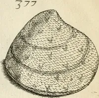 An illustration from Recreatio mentis, et oculi in observatione animalium testaceorum Italico sermone primum proposita ... nunc ... Latine oblata centum additis testaceorum iconibus .. (1684)