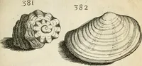 Picture 345 of 366 from Recreatio mentis, et oculi in observatione animalium testaceorum Italico sermone primum proposita ... nunc ... Latine oblata centum additis testaceorum iconibus .. (1684), leaf 561