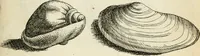 An illustration from Recreatio mentis, et oculi in observatione animalium testaceorum Italico sermone primum proposita ... nunc ... Latine oblata centum additis testaceorum iconibus .. (1684)