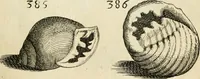 Picture 347 of 366 from Recreatio mentis, et oculi in observatione animalium testaceorum Italico sermone primum proposita ... nunc ... Latine oblata centum additis testaceorum iconibus .. (1684), leaf 561
