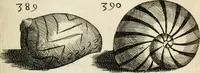 Picture 349 of 366 from Recreatio mentis, et oculi in observatione animalium testaceorum Italico sermone primum proposita ... nunc ... Latine oblata centum additis testaceorum iconibus .. (1684), leaf 563
