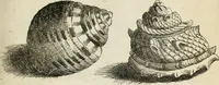 Picture 351 of 366 from Recreatio mentis, et oculi in observatione animalium testaceorum Italico sermone primum proposita ... nunc ... Latine oblata centum additis testaceorum iconibus .. (1684), leaf 565