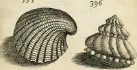 An illustration from Recreatio mentis, et oculi in observatione animalium testaceorum Italico sermone primum proposita ... nunc ... Latine oblata centum additis testaceorum iconibus .. (1684)