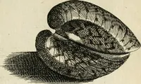Picture 353 of 366 from Recreatio mentis, et oculi in observatione animalium testaceorum Italico sermone primum proposita ... nunc ... Latine oblata centum additis testaceorum iconibus .. (1684), leaf 567