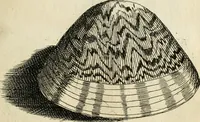 An illustration from Recreatio mentis, et oculi in observatione animalium testaceorum Italico sermone primum proposita ... nunc ... Latine oblata centum additis testaceorum iconibus .. (1684)