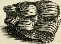 An illustration from Recreatio mentis, et oculi in observatione animalium testaceorum Italico sermone primum proposita ... nunc ... Latine oblata centum additis testaceorum iconibus .. (1684)