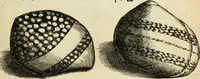 An illustration from Recreatio mentis, et oculi in observatione animalium testaceorum Italico sermone primum proposita ... nunc ... Latine oblata centum additis testaceorum iconibus .. (1684)