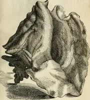 An illustration from Recreatio mentis, et oculi in observatione animalium testaceorum Italico sermone primum proposita ... nunc ... Latine oblata centum additis testaceorum iconibus .. (1684)