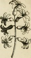 Picture 13 of 366 from Recreatio mentis, et oculi in observatione animalium testaceorum Italico sermone primum proposita ... nunc ... Latine oblata centum additis testaceorum iconibus .. (1684), leaf 59
