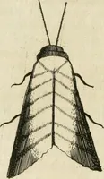 An illustration from Recreatio mentis, et oculi in observatione animalium testaceorum Italico sermone primum proposita ... nunc ... Latine oblata centum additis testaceorum iconibus .. (1684)