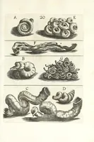 An illustration from Recreatio mentis et oculi in obseruatione animalium testaceorum curiosis naturae inspectoribus (1684)