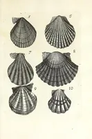 An illustration from Recreatio mentis et oculi in obseruatione animalium testaceorum curiosis naturae inspectoribus (1684)