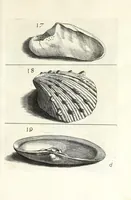 An illustration from Recreatio mentis et oculi in obseruatione animalium testaceorum curiosis naturae inspectoribus (1684)