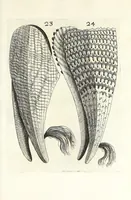 An illustration from Recreatio mentis et oculi in obseruatione animalium testaceorum curiosis naturae inspectoribus (1684)