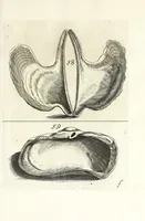 An illustration from Recreatio mentis et oculi in obseruatione animalium testaceorum curiosis naturae inspectoribus (1684)