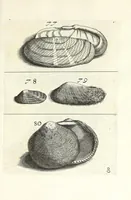 An illustration from Recreatio mentis et oculi in obseruatione animalium testaceorum curiosis naturae inspectoribus (1684)