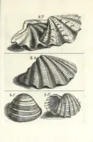An illustration from Recreatio mentis et oculi in obseruatione animalium testaceorum curiosis naturae inspectoribus (1684)