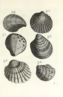 An illustration from Recreatio mentis et oculi in obseruatione animalium testaceorum curiosis naturae inspectoribus (1684)