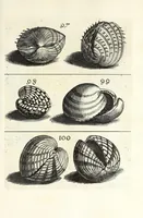 Picture 13 of 46 from Recreatio mentis et oculi in obseruatione animalium testaceorum curiosis naturae inspectoribus (1684), leaf 381