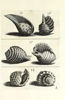 Picture 15 of 46 from Recreatio mentis et oculi in obseruatione animalium testaceorum curiosis naturae inspectoribus (1684), leaf 393