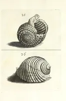 Picture 16 of 46 from Recreatio mentis et oculi in obseruatione animalium testaceorum curiosis naturae inspectoribus (1684), leaf 397