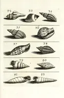 Picture 17 of 46 from Recreatio mentis et oculi in obseruatione animalium testaceorum curiosis naturae inspectoribus (1684), leaf 405
