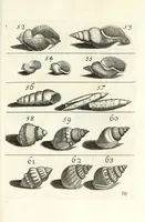 Picture 18 of 46 from Recreatio mentis et oculi in obseruatione animalium testaceorum curiosis naturae inspectoribus (1684), leaf 409