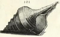 Picture 19 of 46 from Recreatio mentis et oculi in obseruatione animalium testaceorum curiosis naturae inspectoribus (1684), leaf 423