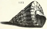 Picture 20 of 46 from Recreatio mentis et oculi in obseruatione animalium testaceorum curiosis naturae inspectoribus (1684), leaf 423