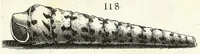 Picture 22 of 46 from Recreatio mentis et oculi in obseruatione animalium testaceorum curiosis naturae inspectoribus (1684), leaf 431