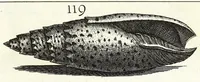 Picture 23 of 46 from Recreatio mentis et oculi in obseruatione animalium testaceorum curiosis naturae inspectoribus (1684), leaf 431