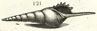 Picture 24 of 46 from Recreatio mentis et oculi in obseruatione animalium testaceorum curiosis naturae inspectoribus (1684), leaf 431