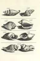 An illustration from Recreatio mentis et oculi in obseruatione animalium testaceorum curiosis naturae inspectoribus (1684)