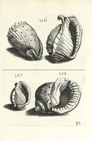 An illustration from Recreatio mentis et oculi in obseruatione animalium testaceorum curiosis naturae inspectoribus (1684)