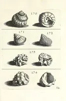 An illustration from Recreatio mentis et oculi in obseruatione animalium testaceorum curiosis naturae inspectoribus (1684)