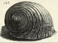 Picture 29 of 46 from Recreatio mentis et oculi in obseruatione animalium testaceorum curiosis naturae inspectoribus (1684), leaf 455