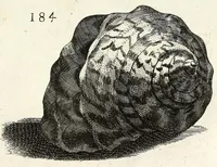 Picture 30 of 46 from Recreatio mentis et oculi in obseruatione animalium testaceorum curiosis naturae inspectoribus (1684), leaf 455