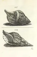An illustration from Recreatio mentis et oculi in obseruatione animalium testaceorum curiosis naturae inspectoribus (1684)