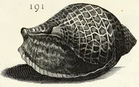 Picture 32 of 46 from Recreatio mentis et oculi in obseruatione animalium testaceorum curiosis naturae inspectoribus (1684), leaf 463