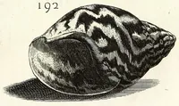 Picture 33 of 46 from Recreatio mentis et oculi in obseruatione animalium testaceorum curiosis naturae inspectoribus (1684), leaf 463