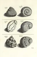 An illustration from Recreatio mentis et oculi in obseruatione animalium testaceorum curiosis naturae inspectoribus (1684)