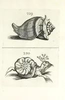 An illustration from Recreatio mentis et oculi in obseruatione animalium testaceorum curiosis naturae inspectoribus (1684)
