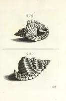 Picture 40 of 46 from Recreatio mentis et oculi in obseruatione animalium testaceorum curiosis naturae inspectoribus (1684), leaf 505