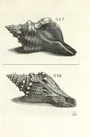 Picture 41 of 46 from Recreatio mentis et oculi in obseruatione animalium testaceorum curiosis naturae inspectoribus (1684), leaf 513