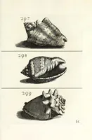 Picture 42 of 46 from Recreatio mentis et oculi in obseruatione animalium testaceorum curiosis naturae inspectoribus (1684), leaf 521