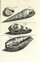 An illustration from Recreatio mentis et oculi in obseruatione animalium testaceorum curiosis naturae inspectoribus (1684)