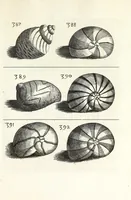 Picture 46 of 46 from Recreatio mentis et oculi in obseruatione animalium testaceorum curiosis naturae inspectoribus (1684), leaf 571