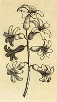An illustration from Recreatio mentis et oculi in obseruatione animalium testaceorum curiosis naturae inspectoribus (1684)