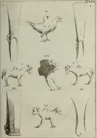 Picture 141 of 197 from Recueil d'antiquités égyptiennes, étrusques, greques et romaines (1752), leaf 542